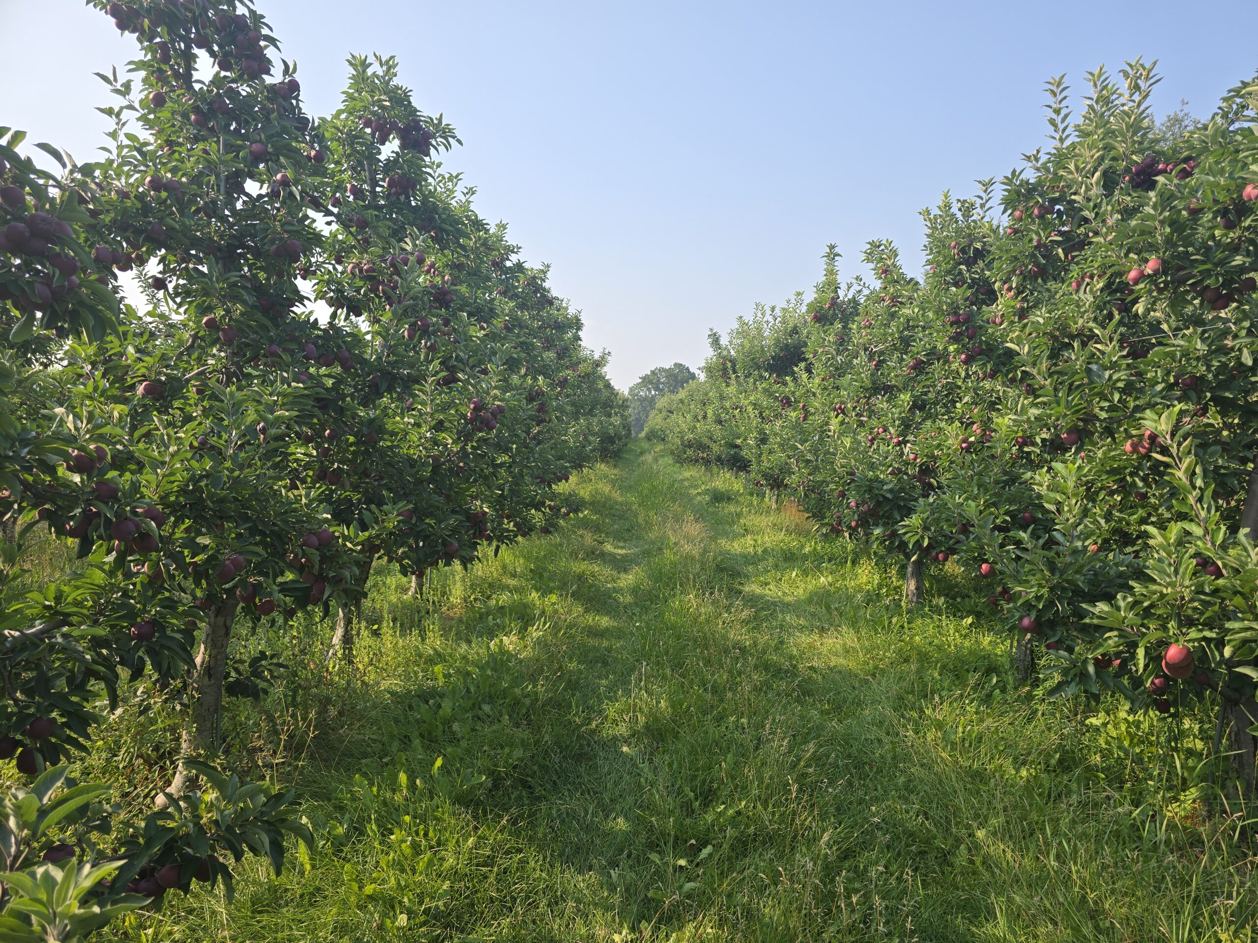 Apple orchard 2