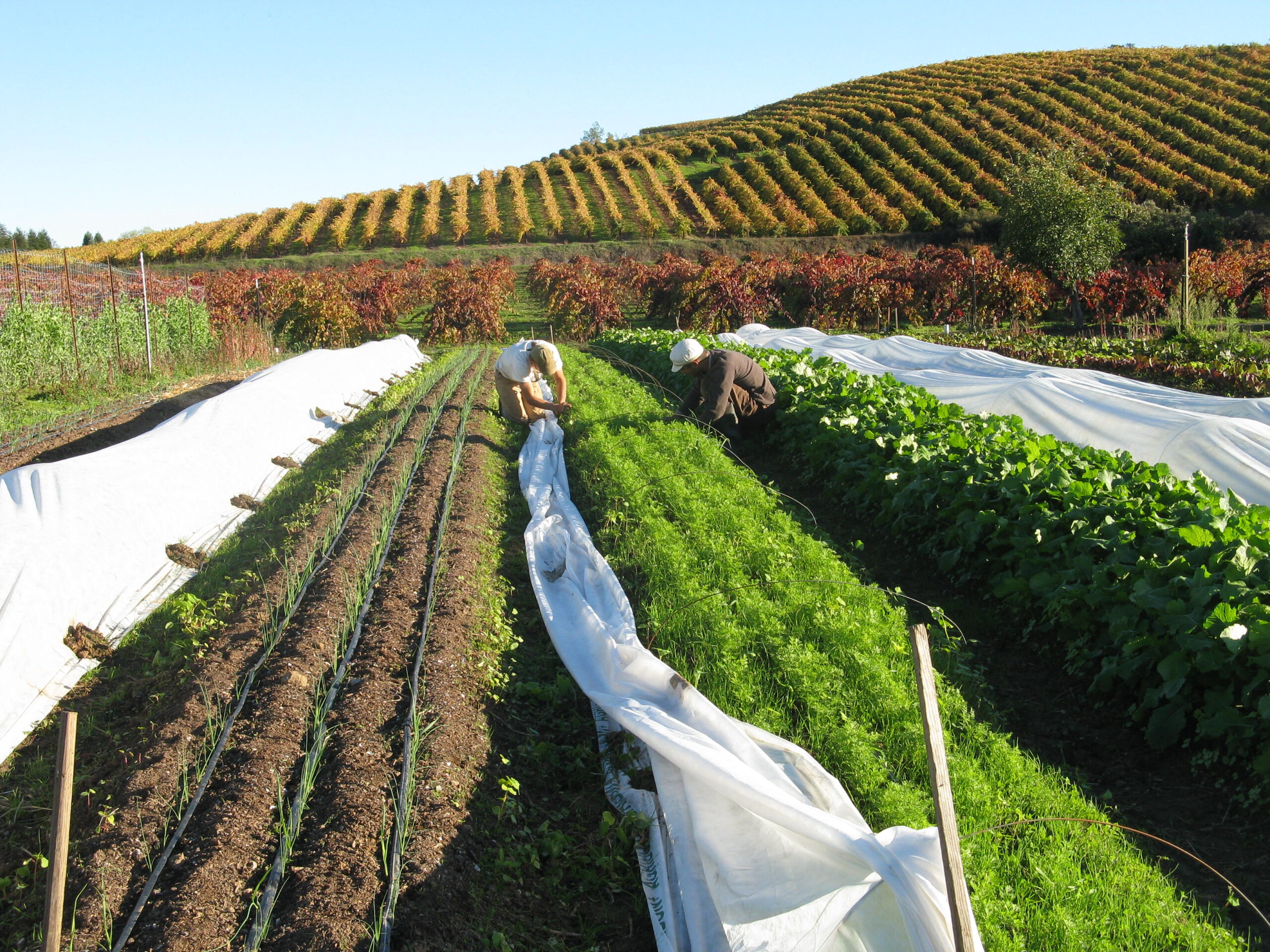 Diversified Vegetables