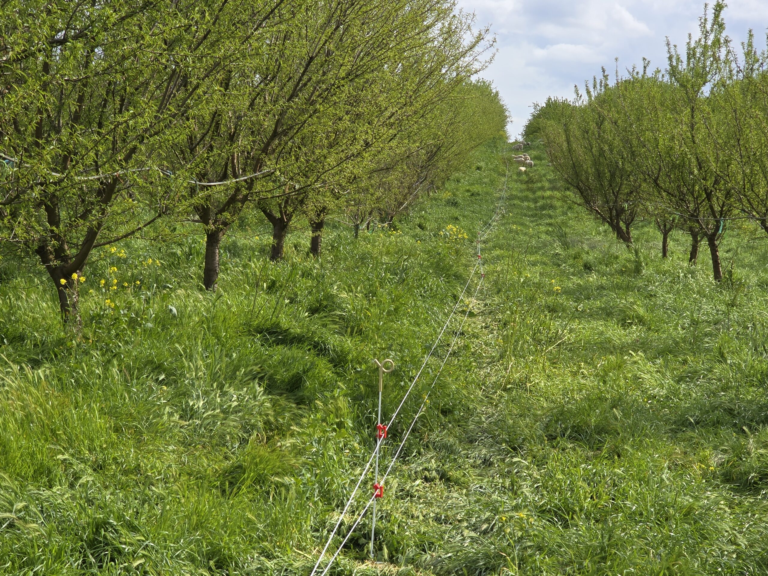 Grazing Orchards