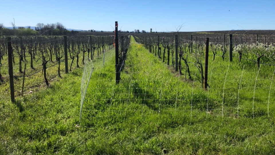 Grazing Vineyards
