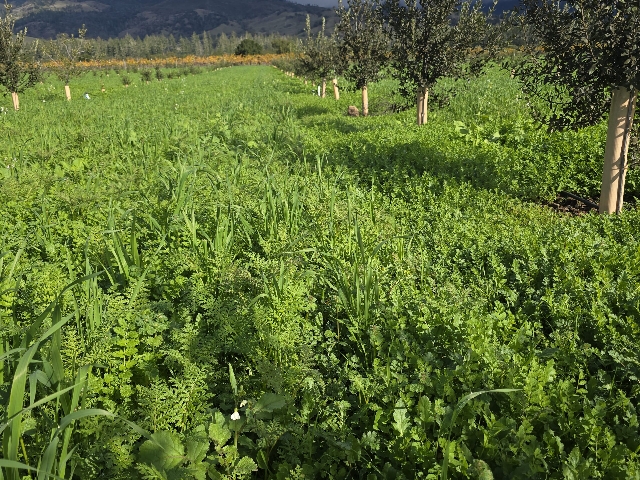 Orchard cover crop