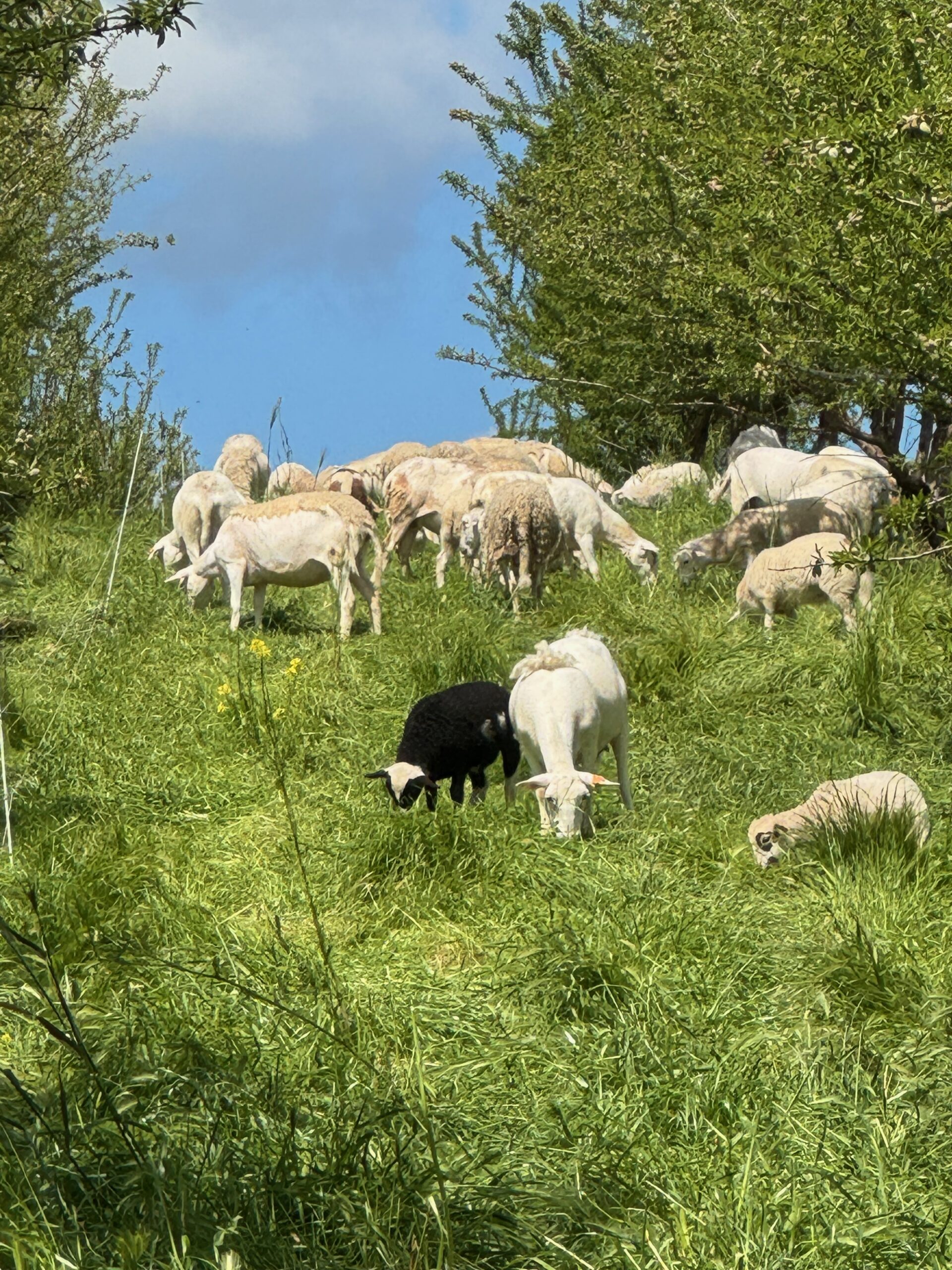Sheep Grazing Orchard