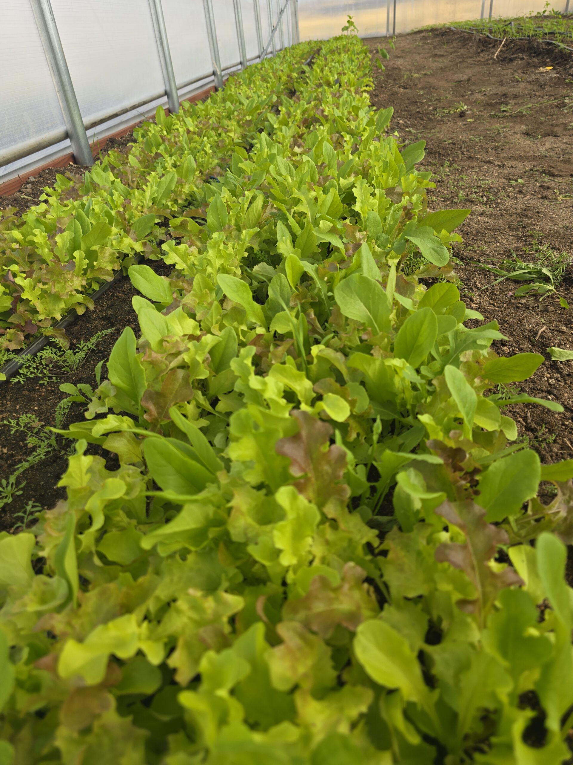 Spring Mix Lettuce