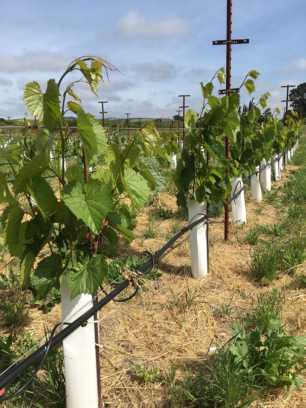 Young vines no till