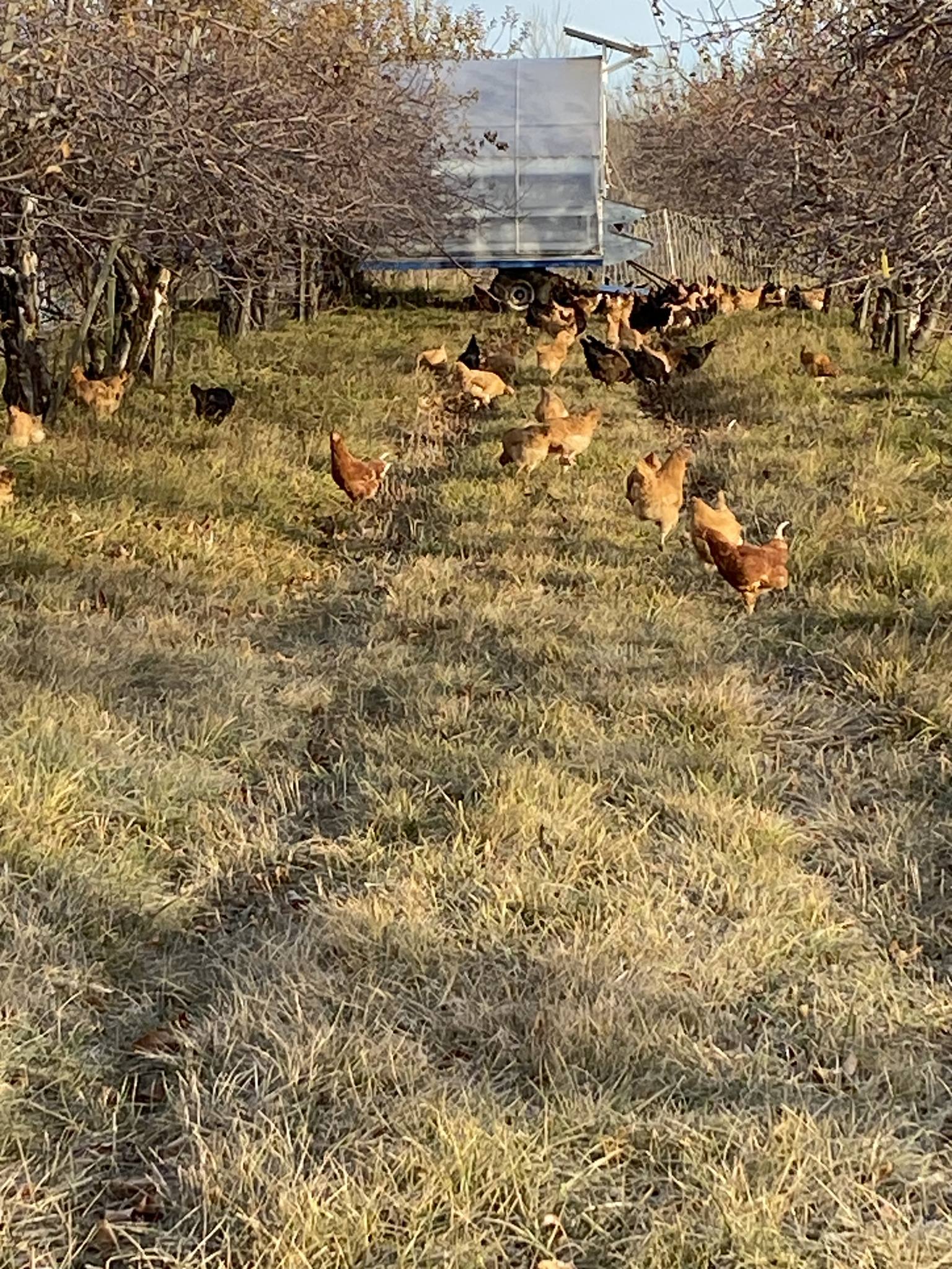 chickens in orchard